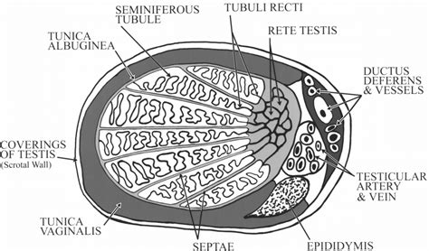 Tunica albuginea of testis 